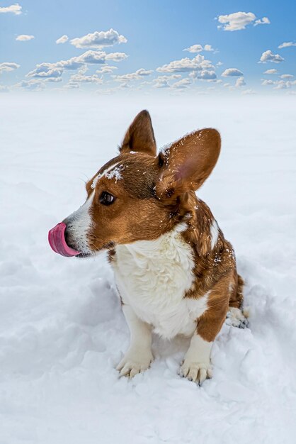 Le Welsh corgi Pembroke est un chien de race pure dans la neige.