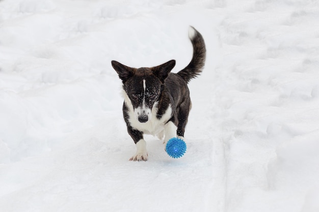 Welsh Corgi Pembroke Gros plan chien pur-sang en hiver Thèmes animaux Animaux domestiques