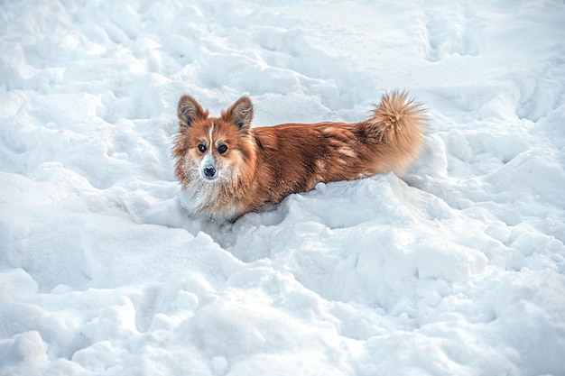 Welsh corgi pembroke joue dans la neige blanche