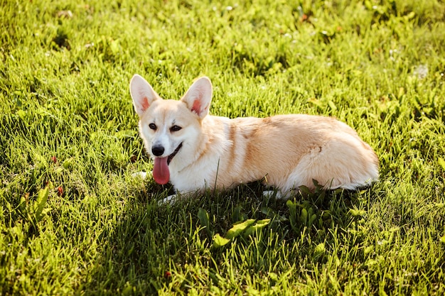 Photo welsh corgi pembroke se repose sur l'herbe verte après s'être amusé à l'extérieur. chaude journée d'été, la langue du chien est tirée