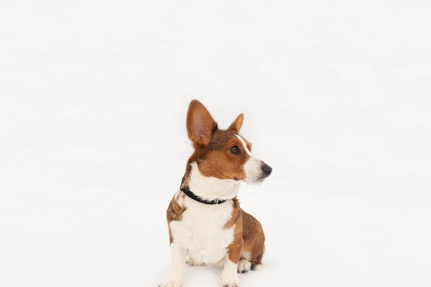 Welsh Corgi Pembroke Thèmes animaux Animaux Chien pur-sang sur fond blanc