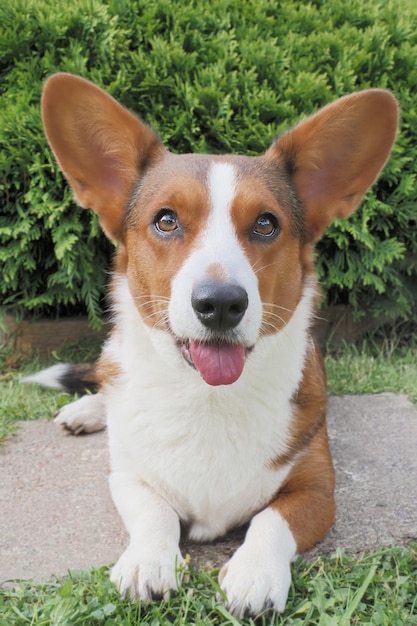 Welsh corgi Pembroke Thoroughbred dog dans un parc public Dog walking