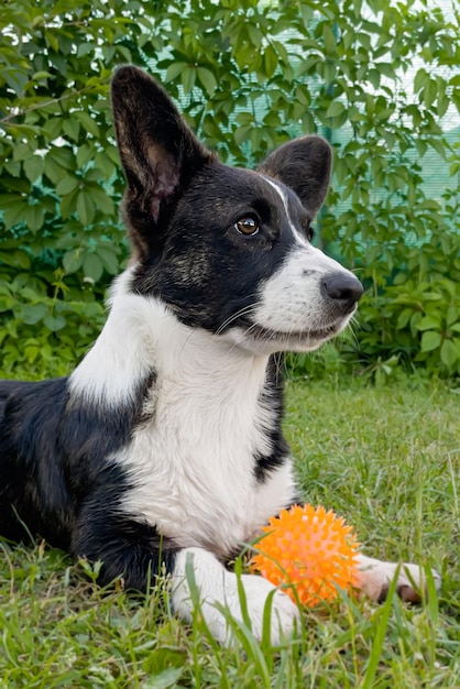 Welsh corgi Pembroke Thoroughbred dog avec un jouet sur la pelouse gros plan Animaux