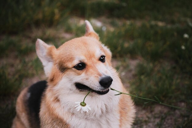 Welsh corgi Pembroke tricolor est assis dans le parc sur l'herbe verte et attrape la fleur de marguerite dans sa bouche