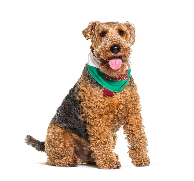 Welsh Terrier chien assis, isolé sur blanc