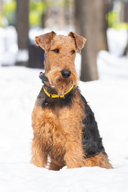 Welsh Terrier montre des tours de chien dans le parc enneigé