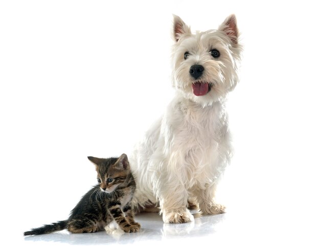 West Highland Terrier et chaton