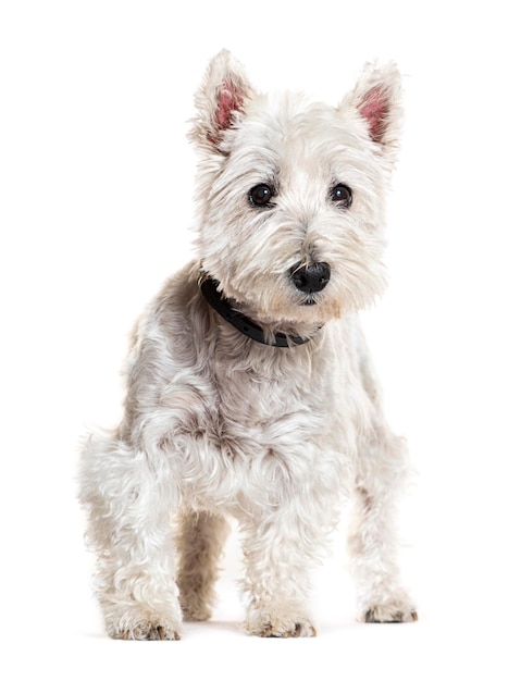 West Highland Terrier portant un collier isolé sur blanc