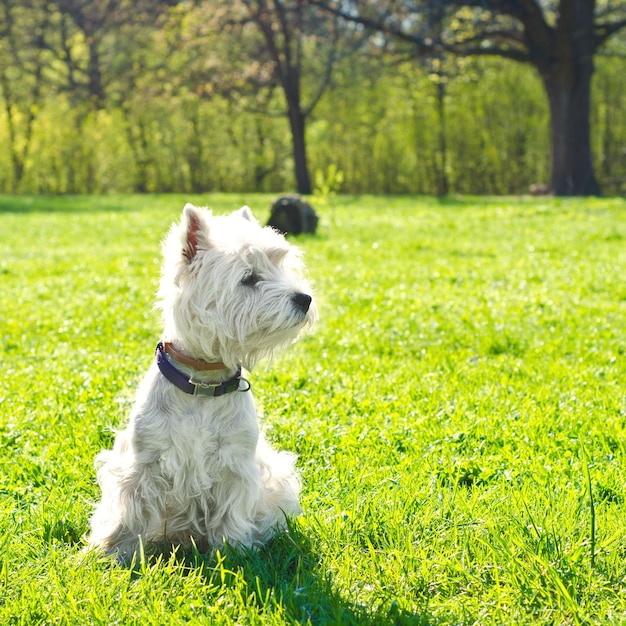 West Highland Terrier