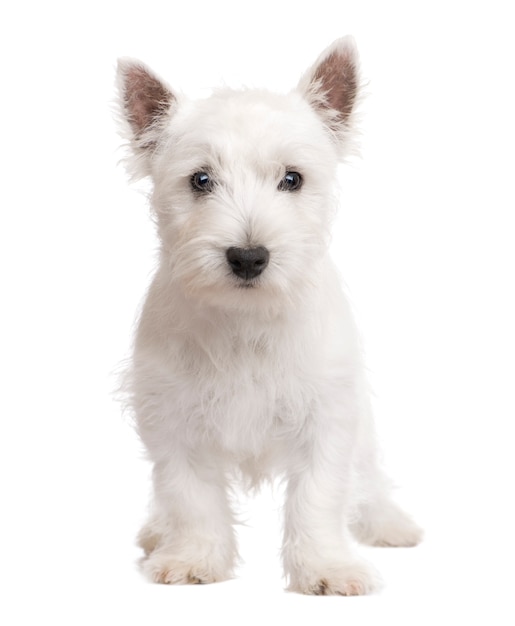 West Highland White Terrier avec 3 mois.