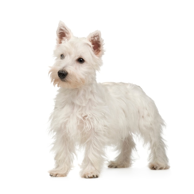 West Highland White Terrier (5 mois)