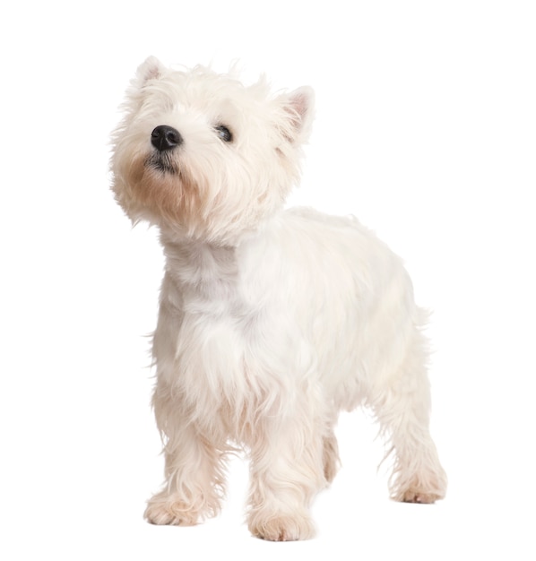 West Highland White Terrier avec 8 mois.