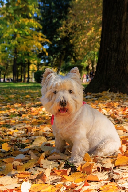 Photo west highland white terrier assis dans le parc avec des feuilles d'automne