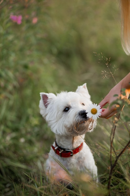 West Highland White Terrier chien reniflant une marguerite