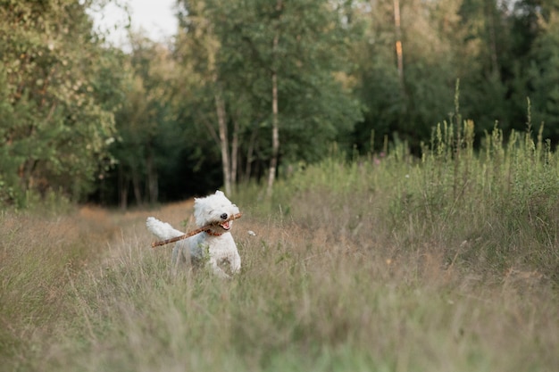 West Highland White Terrier chien tournant dans le domaine avec stick