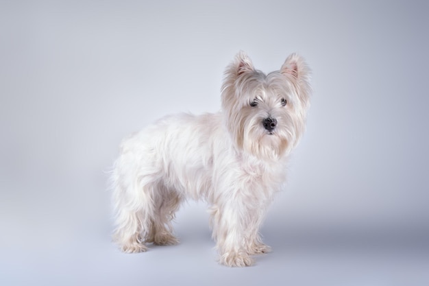 Le West Highland White Terrier à poil long avant la coupe de cheveux au salon de beauté