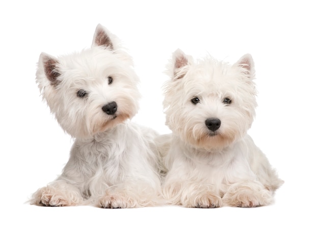 West Highland White Terrier