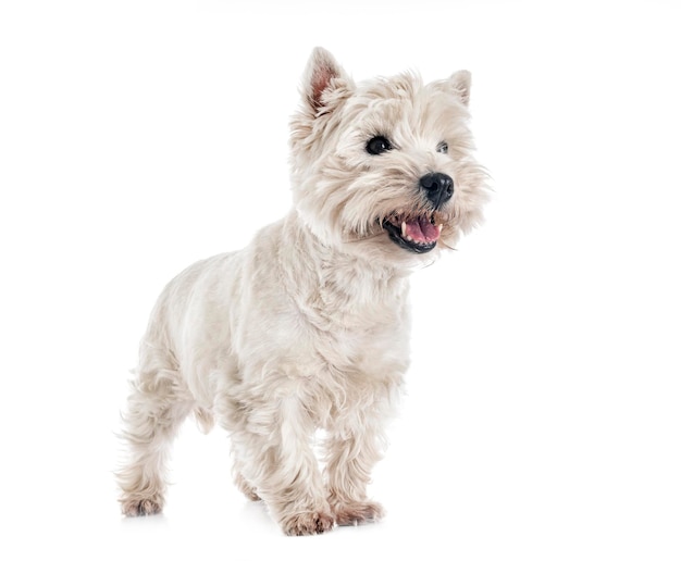 West Highland White Terrier