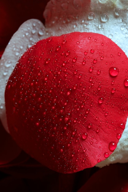 Wet close up macro pétales de rose, gouttes d&#39;eau