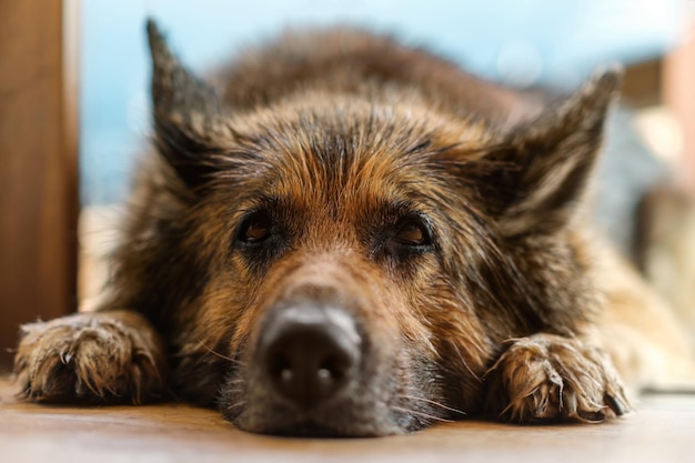 Wet German Shepherd est allongé sur le porche en gros plan