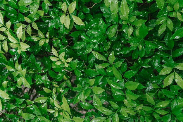 Wet green leaves fond de nature.