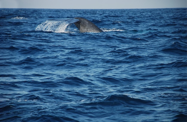 Whale Tail Fluke plongée baleine dans l'océan de la mer