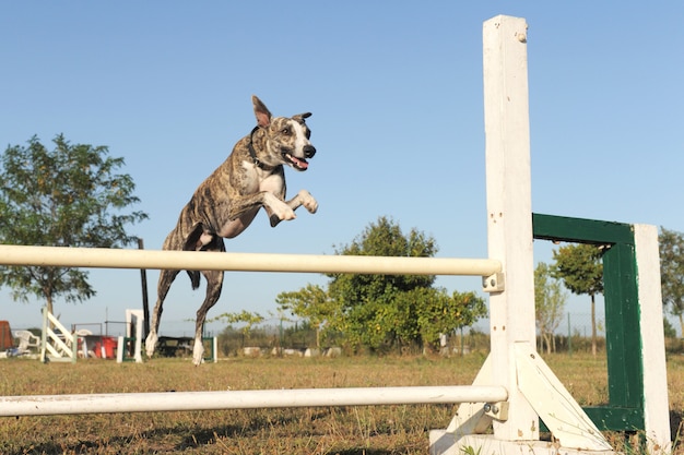 Whippet de saut