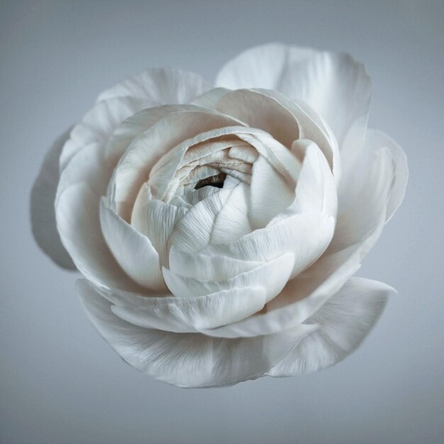 White Buttercup Ranunculus sur fond gris close up