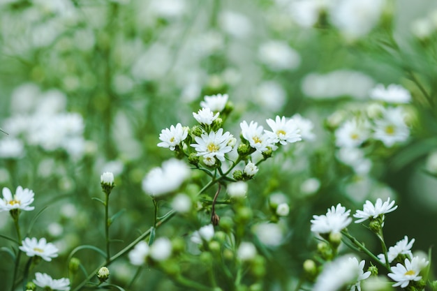 White Cutter Flower est en fleurs