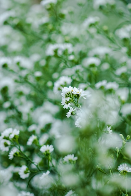 White Cutter Flower est en fleurs