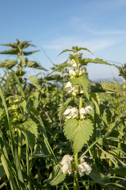 White Dead ortie - Lamium album dans un champ. Ciel bleu au-dessus