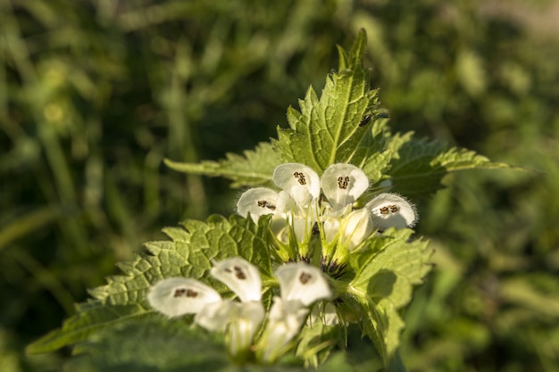 White Dead ortie - Lamium album. Fleurs à l'intérieur, montrant les étamines