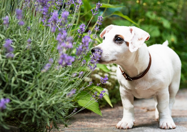 White Jack Russel terrier chien à l'extérieur