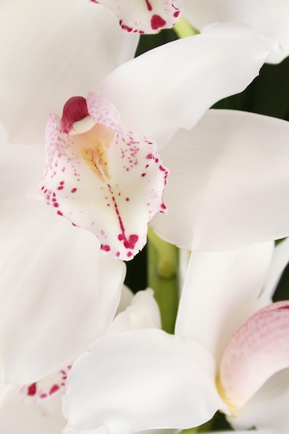 White Orchid