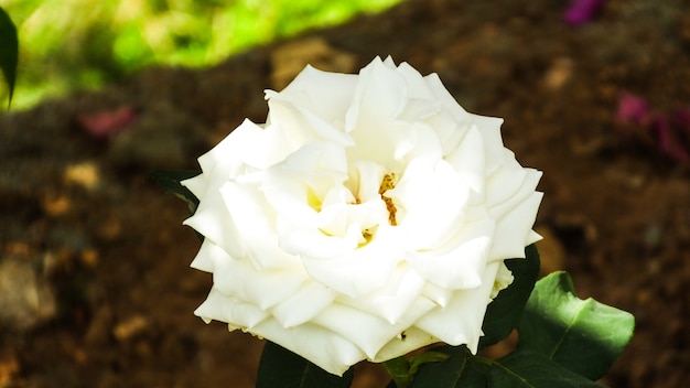 White Rose Full Bloomed