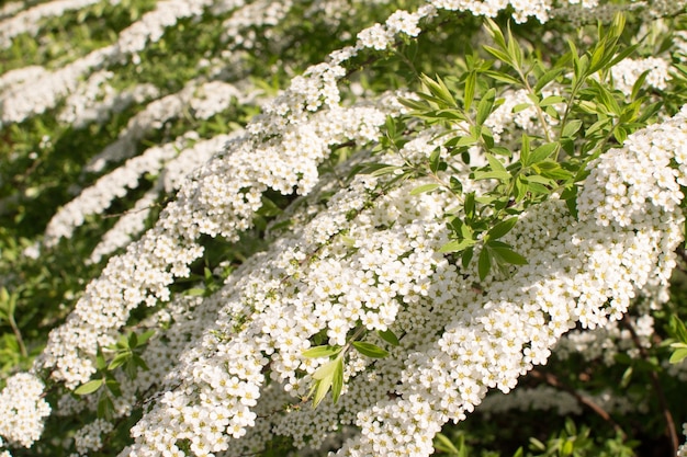 White Spiraea Thunbergii Bush ou Reine des prés de Thunberg. Belles fleurs de printemps