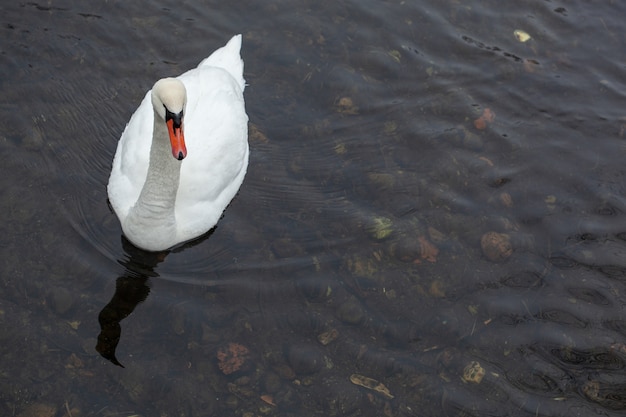 White Swan close up sur l'eau près de la rive du lac couvert de neige à froide journée d'hiver