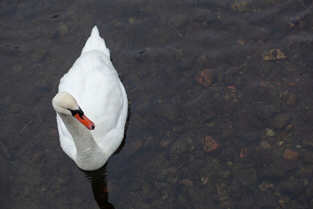 White Swan close up sur l'eau près de la rive du lac couvert de neige à froide journée d'hiver