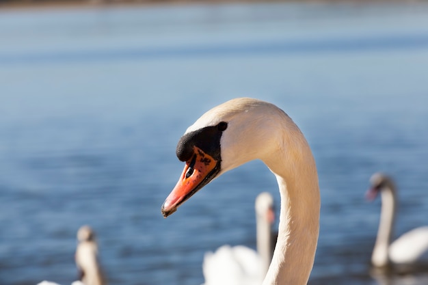 White Swan flottant dans la nature