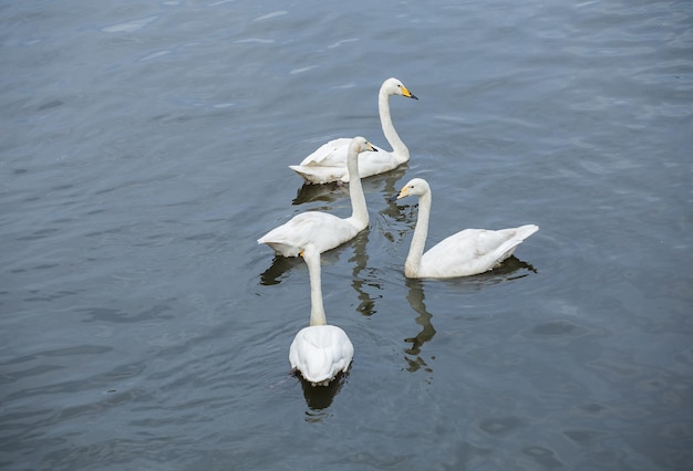 White Swan quatre dans la piscine