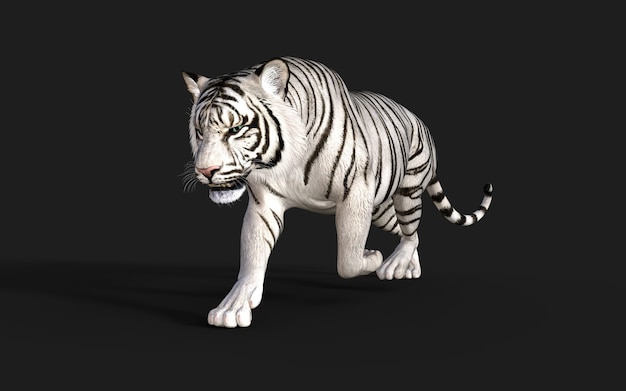 White Tiger Albino isolé sur fond sombre avec un tracé de détourage Illustration 3d