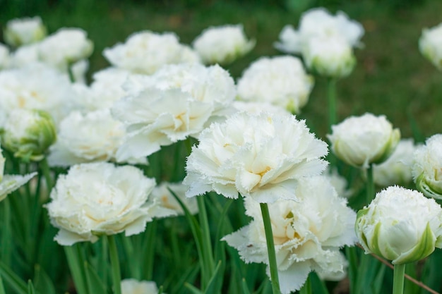 White Tulip tulipa variété à double frange Snow Kristal Close up champ de fleurs pétales