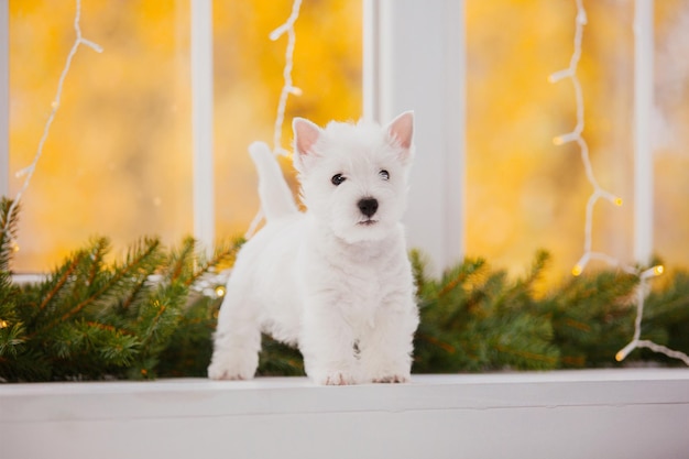 Un white west highland terrier se tient dans une fenêtre avec des lumières de noël derrière lui.