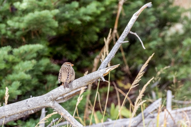 Whitecrowned Sparrow Zonotrichia leucophrys immatures reposant sur une branche morte