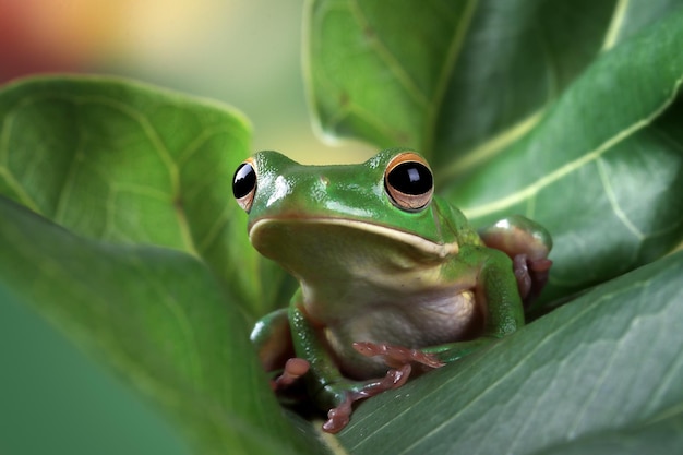 Whitelipped rainette Litoria infrafrenata se cachant sur des feuilles vertes