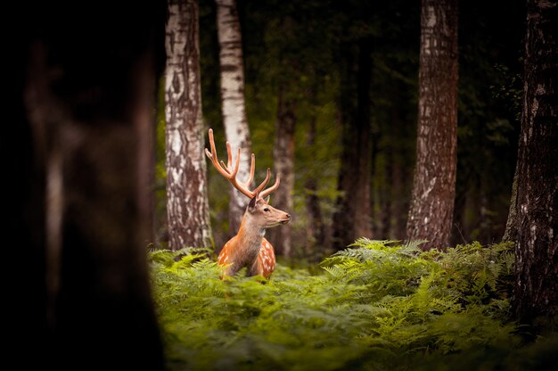 Whitetail Deer Buck debout dans un bois russe.