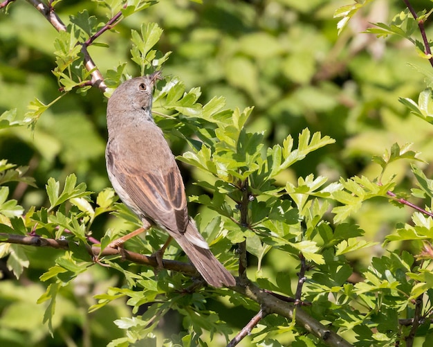 Whitethroat avec araignée dans le bec