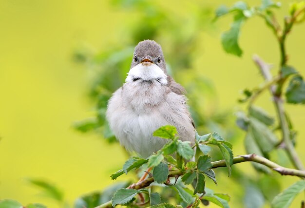 Le whitethroat commun Sylvia communis gros plan