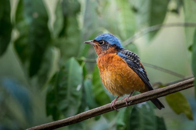 Whitethroated Rock Thrush Monticola gularis sur branche d'arbre en forêt de Thaïlande