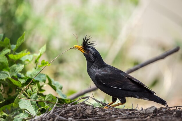 Whitevented Myna Acridotheres grandis de Thaïlande